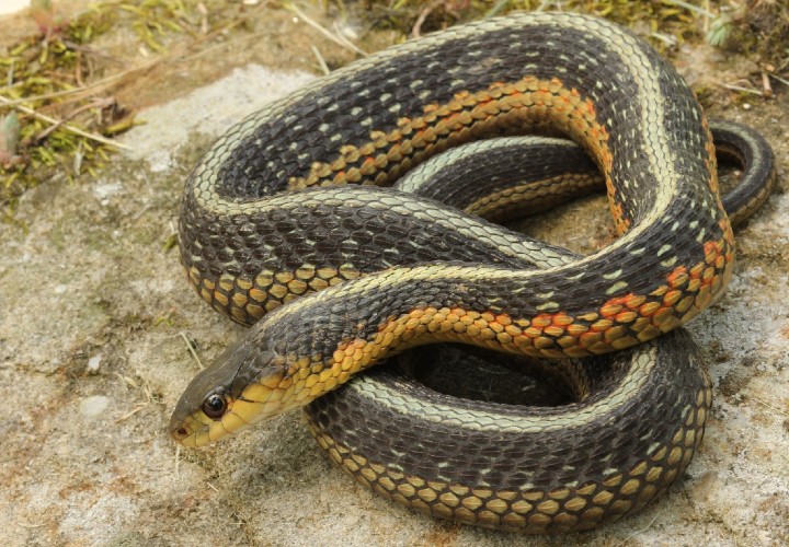 Eastern Garter Snake